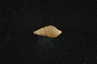 藏品(瘤蜷)的圖片